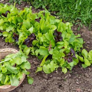 Mesclun